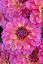 Decorative Dahlia (Dahlia)