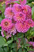 Decorative Dahlia (Dahlia)