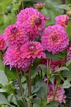 Decorative Dahlia (Dahlia)