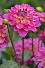 Decorative Dahlia (Dahlia)