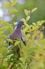 Common wood pigeon (Columba palumbus) sits in a shrub