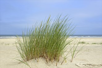 European Marram Grass (Ammophila arenaria) on wide sandy beach