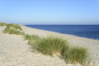 European Marram Grass (Ammophila arenaria) at the beach