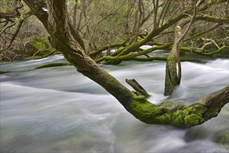 Cedrino River