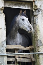 Horse looking out of stable