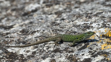 Wall lizard (Podarcis sicula cettii)