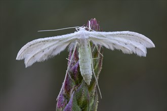 White plume moth (Pterophorus pentadactyla)