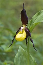 Lady's slipper orchid (Cypripedium calceolus)