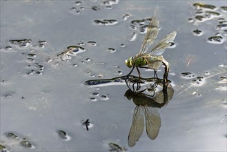 adult female emperor dragonfly (Anax imperator)