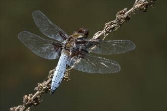 male broad-bodied chaser