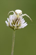 Crab spider (Misumena vatia) on white clover