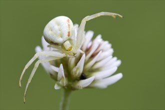 Crab spider (Misumena vatia) on white clover