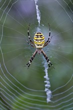 Orb-web spider (Argiope bruennichi) in its web
