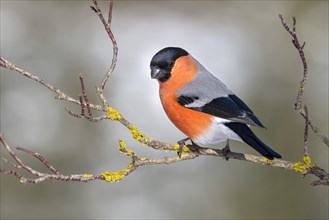 Eurasian bullfinch (Pyrrhula pyrrhula)