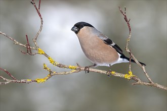 Eurasian bullfinch (Pyrrhula pyrrhula)