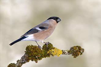 Eurasian bullfinch (Pyrrhula pyrrhula)