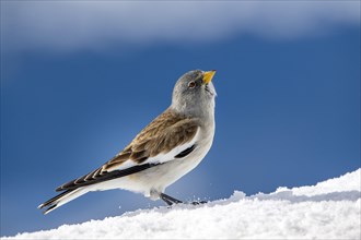 White-winged snowfinch (Montifringilla nivalis)