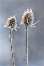 Wild teasel (Dipsacus fullonum)