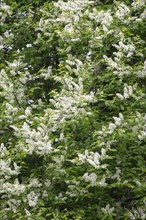 European Bird Cherry (Prunus padus) with white flowers