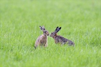 Two European hares (Lepus europaeus) get a taste of each other
