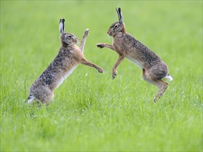 European hares (Lepus europaeus)