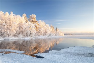 Snow-covered trees reflected in a semi-frozen lake