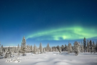Northern Lights (Aurora Borealis) with starry sky over snow-covered trees