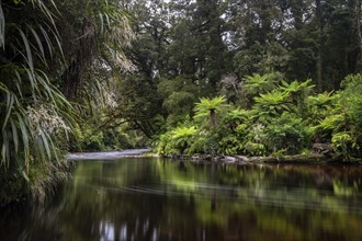 River flows through rainforest with Tree fern (Cyatheales)