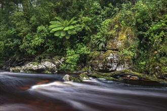 River flows through rainforest with Tree fern (Cyatheales)