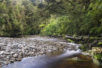 River flows through rainforest