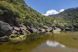 Rainforest on Kohaihai River