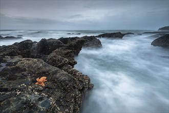Reef starfish (Stichaster australis) on rocky coast