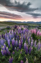Colorful Large-leaved lupins (Lupinus polyphyllus) at the shore of Lake Tekapo in dramatic light mood