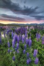Colorful Large-leaved lupins (Lupinus polyphyllus) at the shore of Lake Tekapo in dramatic light mood