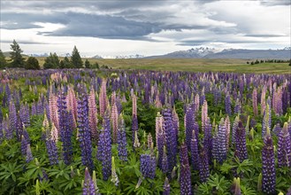 Colorful Large-leaved lupins (Lupinus polyphyllus)