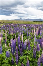 Colorful Large-leaved lupins (Lupinus polyphyllus)