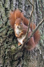 Eurasian red squirrel (Sciurus vulgaris) sitting on branch