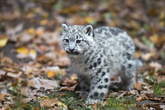 Snow leopard (Uncia uncia) cub