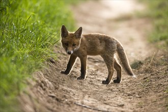 Young red fox (Vulpes vulpes) on path