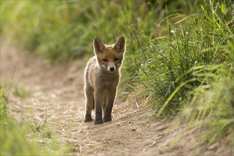 Young red fox (Vulpes vulpes) standing on path