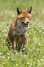Red Fox (Vulpes vulpes) sitting in flower meadow