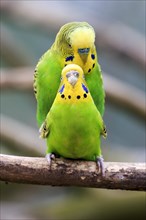Budgerigars (Melopsittacus undulatus)
