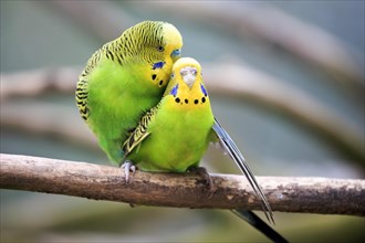Budgerigars (Melopsittacus undulatus)