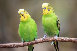 Budgerigars (Melopsittacus undulatus) sitting on branch