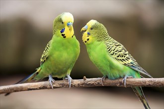 Budgerigars (Melopsittacus undulatus) sitting on branch
