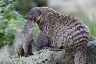 Banded Mongoose (Mungos mungo) with young