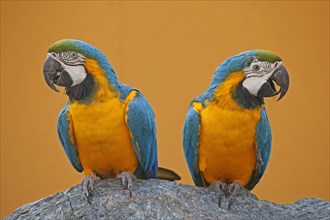 Two Blue and yellow macaws (Ara ararauna) sit next to each other
