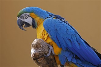 Blue and yellow macaw (Ara ararauna)