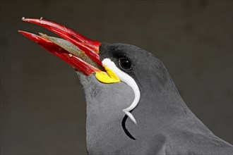 Inca tern (Larosterna Inca)