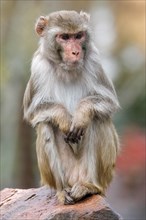 Rhesus macaque (Macaca mulatta) sitting on a stone
